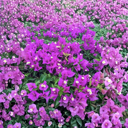 Bright Purple Bougainvillea Live Plants – Bougainvillea | 2 Plants 4–8 Inches Tall | Flowering Tropical Vine | Climbing Garden Plant | Trellis & Patio Friendly