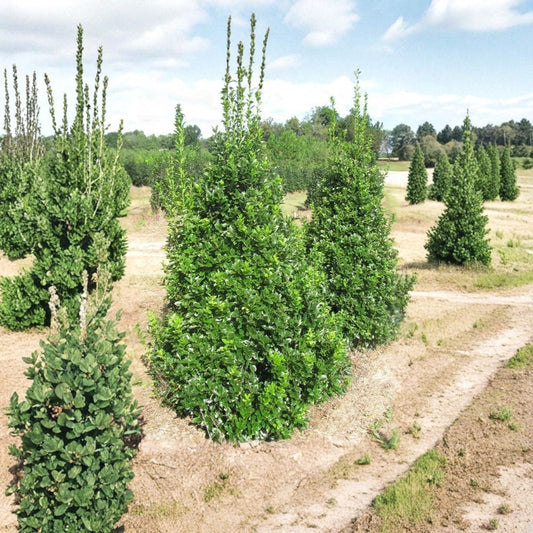 Oak Leaf™ Holly Tree – Ilex × 'Conaf' Live Starter Plant | Potless Plug | Evergreen Holly | Red Berry Landscape Tree