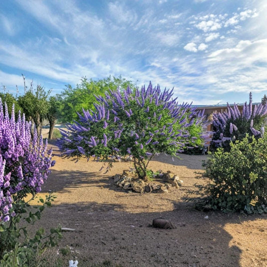 Vitex Chaste Tree Live Plant – Vitex agnus-castus | 4 Inch Pot | Purple Flowering Shrub | Drought Tolerant | Pollinator Plant