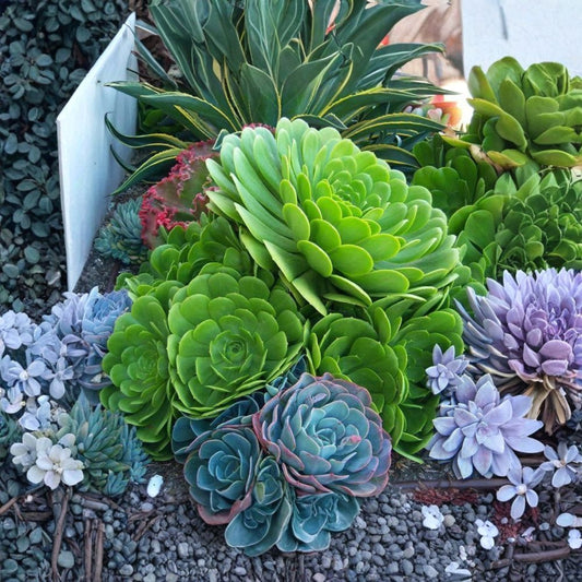Japanese Aeonium Live Cutting – Aeonium arboreum | 4 Inch Unrooted Succulent Cutting | Easy to Grow | Rare Green Succulent