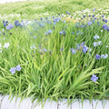Blue Flag Iris – Iris setosa Seeds | 100 Alaska Grown Seeds | Wild Purple Perennial Flower | Pollinator & Wetland Garden Friendly | Easy to Grow