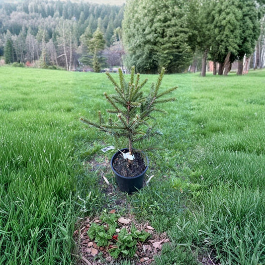 Emerald Midget Brewer Spruce – Live Dwarf Evergreen Conifer | 10 Inch Tall Plant | 1 Gallon Pot | Picea breweriana Compact Spruce