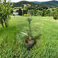 Pinus sylvestris 'Hillside Creeper' – Scots Pine Live Plant | Includes 1 Gallon Pot | Spreading Evergreen Groundcover | Blue Green Needles | Hardy Landscape Conifer
