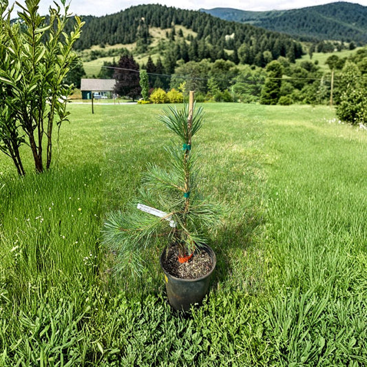 Pinus sylvestris 'Hillside Creeper' – Scots Pine Live Plant | Includes 1 Gallon Pot | Spreading Evergreen Groundcover | Blue Green Needles | Hardy Landscape Conifer