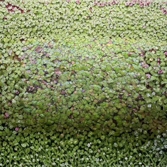 True Giant Duckweed – Spirodela polyrhiza | 100+ Live Floating Plants | Premium Aquarium & Pond Starter | Fast-Growing Aquatic Plant