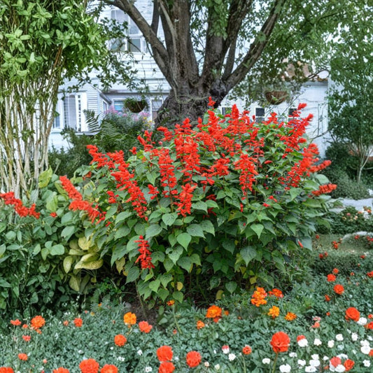 Faye Chapple Salvia Live Plants – 2 Pack | 4–6 Inches Tall | Salvia microphylla ‘Faye Chapple’ | Pink Flowers | Ornamental Perennial Herb | No Pot