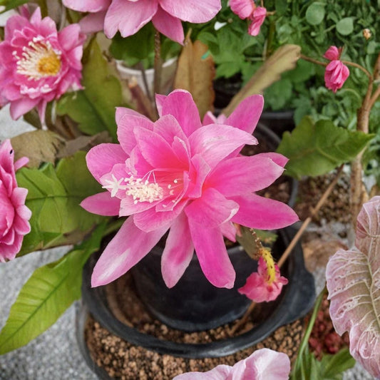 German Empress Orchid Cactus – Epiphyllum Live Rooted Plant | 6+ Inches | Rare Flowering Cactus | Pink Blooms | Indoor & Outdoor Plant | Bare Root