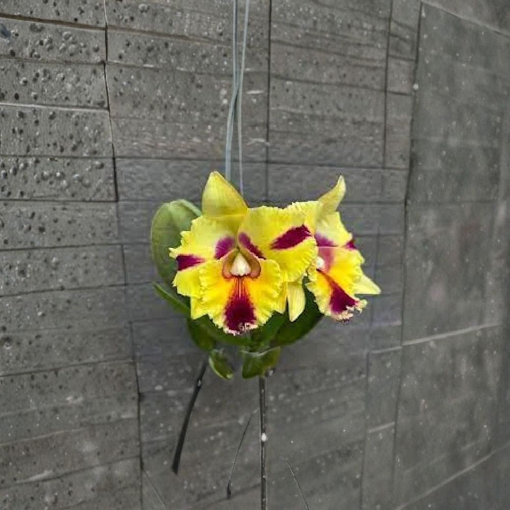 Rlc Thaksina Candy No. 2 Live Orchid – Cattleya Hybrid | Fragrant Yellow & Red Blooms | Potted Orchid Plant | Exotic Flower