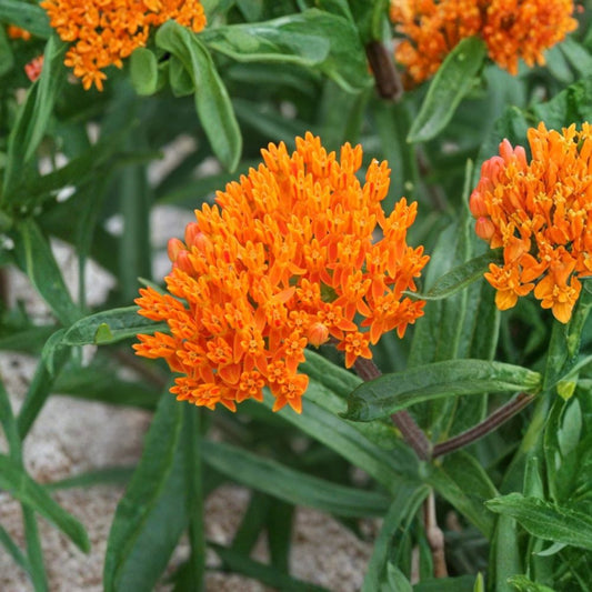 Butterfly Weed Live Plant – Asclepias tuberosa | 3–6 Inch Starter Plant | 2.5 x 3.5 Inch Pot | Bright Orange Native Milkweed | Monarch Butterfly Garden | USDA Zones 3–9