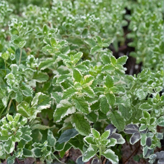 Variegated Pineapple Mint Live Plant – 4” Starter | Pineapple Mint Herb | Aromatic Variegated Mint | Ships Without Pot | Zones 3–9
