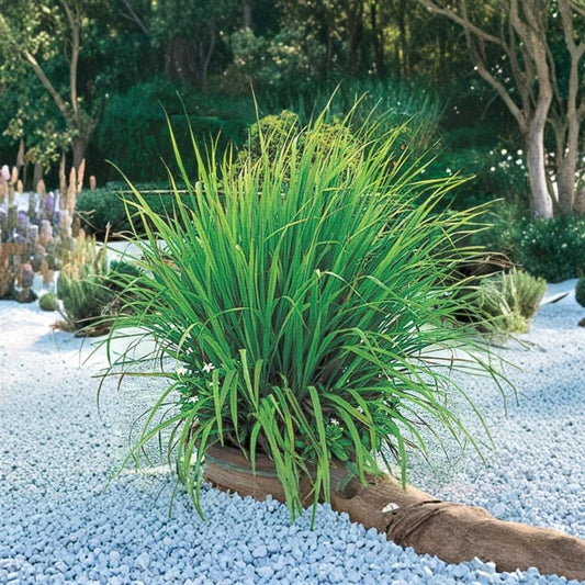Lemongrass Plant (Cymbopogon citratus) | 10 Inches Tall | 2 Live Plants in 1 Pot | Culinary & Medicinal Herb | Easy to Grow