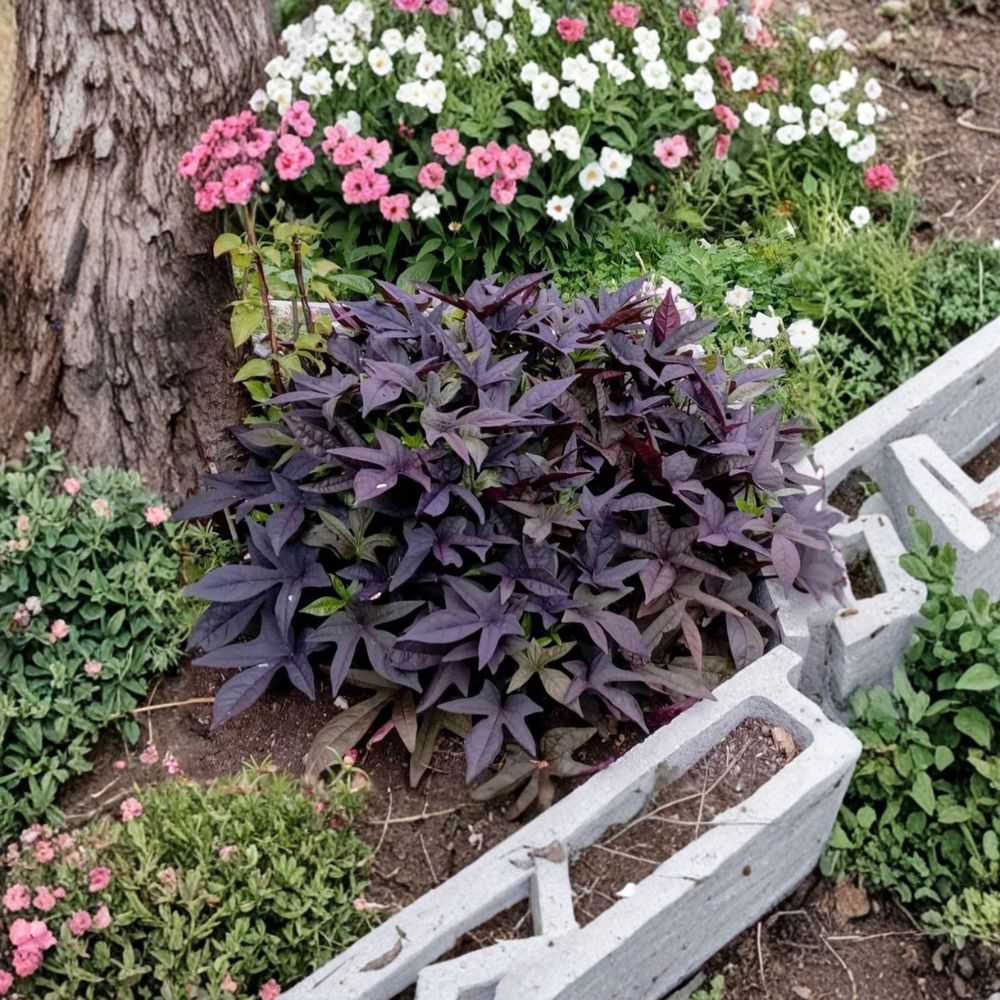 Blackie Sweet Potato Vine – Ipomoea batatas 'Blackie' Live Starter Plants | Set of 2 | 4–6 Inches Tall | Ships Without Pot