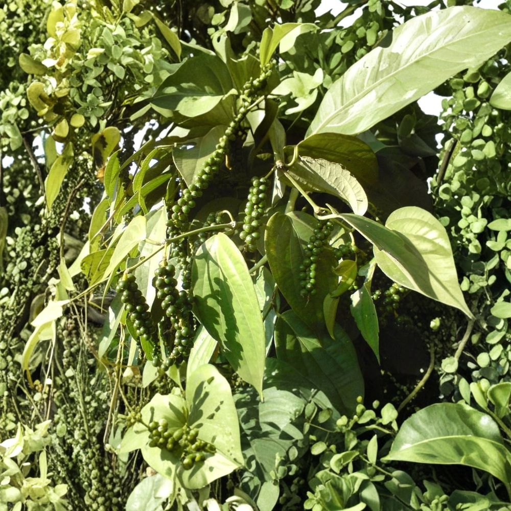 Black Pepper Live Plant – Piper nigrum Starter | Well Rooted Plant in Pot | Grow Your Own Black Pepper | Tropical Pepper Vine | Container Friendly