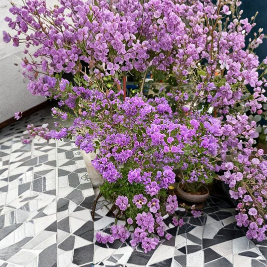 Bluebelle Loropetalum Live Plant – Linh Sam | 3 Gallon | 1–2 Feet Tall | Flowering Ornamental Shrub | Colorful Foliage
