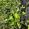 Innocence Variegated Mock Orange – Live Fragrant Shrub | 1 Gallon Pot Plant | Philadelphus virginalis | White Flowering Landscape Shrub