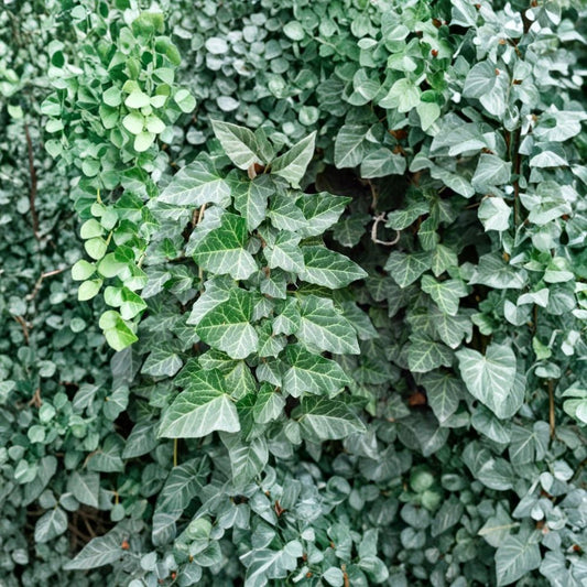English Ivy Live Cuttings – 12 Perennial Cuttings | 6 Inch Long | Hedera helix | Evergreen Trailing Vine | Easy to Grow | Indoor & Outdoor Plant | Garden Groundcover