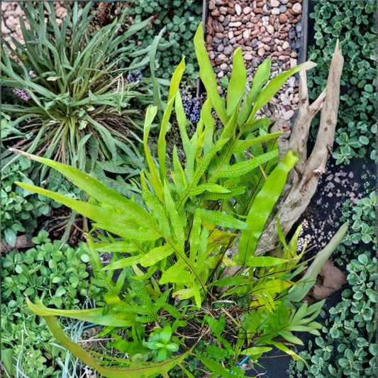 Kangaroo Paw Fern – Microsorum diversifolium Live Plants | Set of 2 | 6 Inches Tall | Air Purifying Houseplant
