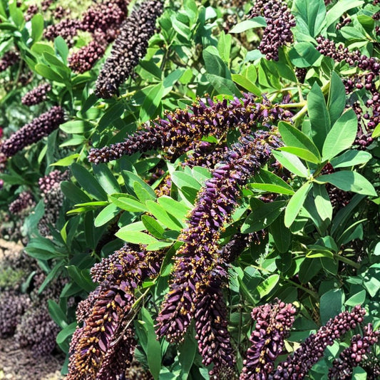 Indigo Bush Amorpha Plant – Amorpha fruticosa Live Shrub | 4 Inch Pot | Native Flowering Plant | Purple Indigo Blooms | Pollinator Garden Shrub | Zones 3–9