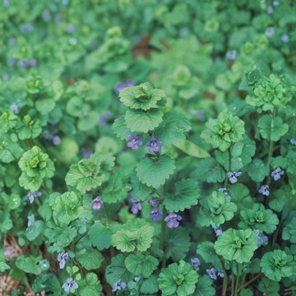 Creeping Charlie Live Plants – Glechoma hederacea | Set of 10 Rooted Starts | Evergreen Ground Cover | Fast Growing Trailing Vine