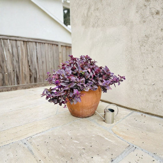 Tradescantia Pallida ‘Pale Puma’ – Live Purple Fuzzy Leaf Plant | Bare Root Starter | Easy Care Trailing Plant | Indoor Outdoor Ornamental