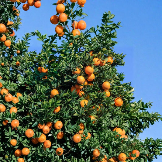 Navel Orange Tree – Washington Navel Live Grafted Citrus Plant | 3–4 Feet Tall | Citrus sinensis | Seedless Sweet Orange | Florida Shipping Only | 4x12 Inch Pot