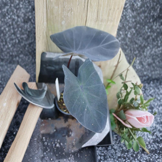 Midnight Elephant Ear Live Plant – Colocasia esculenta | 10–12 Inches Tall | 4 Inch Pot | Black Foliage | Tropical Ornamental Plant | Dramatic Garden Accent