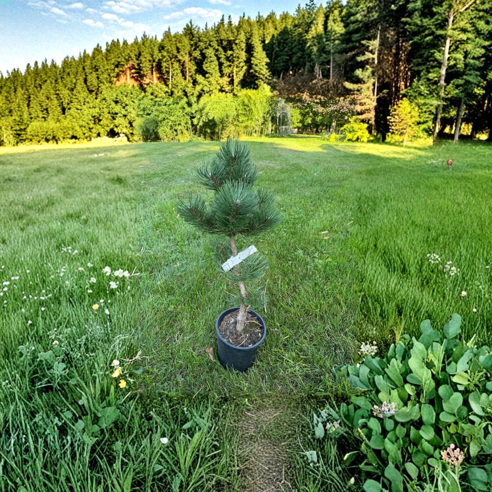Pinus nigra 'Oregon Green' – Austrian Pine Live Plant | 12 Inches Tall | Includes 1 Gallon Pot | Dense Evergreen Conifer | Hardy Landscape Tree