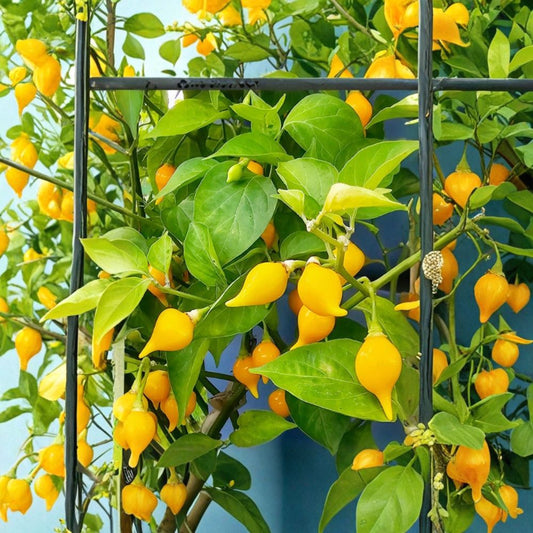 Biquinho Sweety Drop Yellow Pepper Live Plants – Capsicum chinense | Lot of 3 | 75+ Day Old Established Plants | Yellow Teardrop Chili Pepper | Productive Edible Garden Plant
