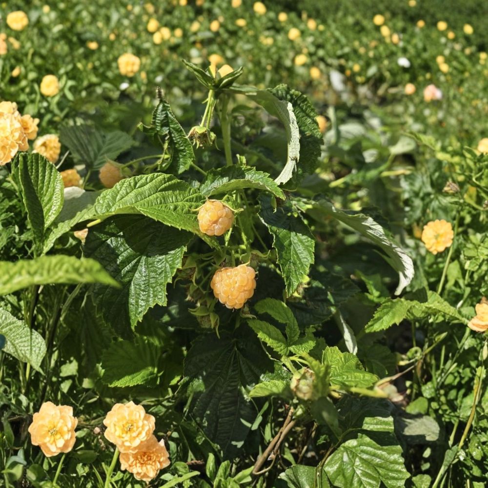 Fall Gold Everbearing Raspberry – Rubus idaeus 'Fall Gold' Live Plant | 1 Quart Grow Bag | Yellow Raspberry Bush | Edible Fruit Plant | Easy to Grow