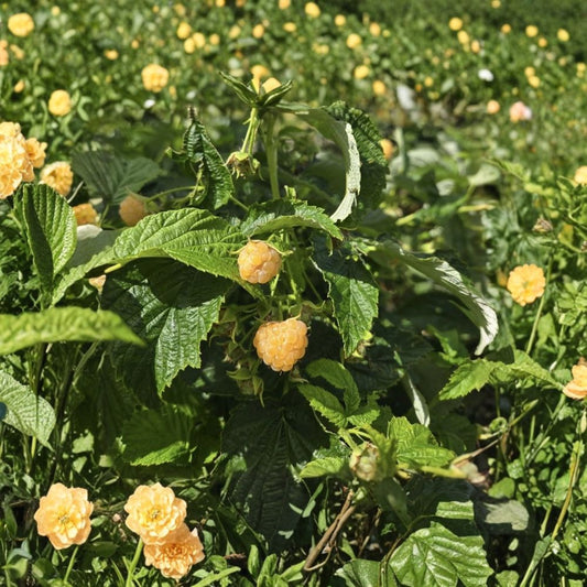 Fall Gold Everbearing Raspberry – Rubus idaeus 'Fall Gold' Live Plant | 1 Quart Grow Bag | Yellow Raspberry Bush | Edible Fruit Plant | Easy to Grow