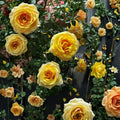St. Tropez Floribunda Rose – Live Rose Bush Plant | 3 Gallon Size | Floribunda Garden Rose | Repeat Blooming Landscape Shrub | Full Sun Favorite