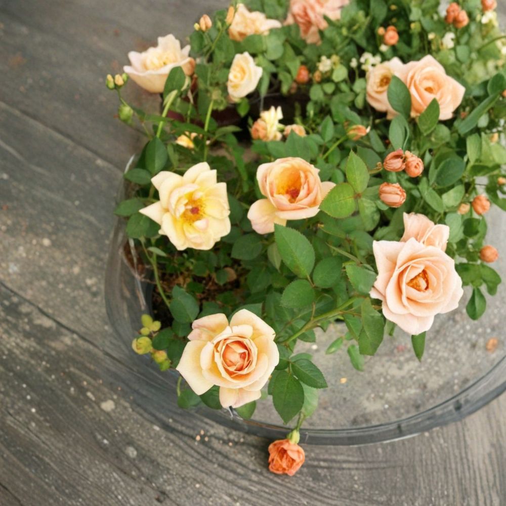 Southern Peach Mini Rose Live Plant – 2 Gallon Size | Peach Apricot Yellow Rose Bush | Compact Repeat Blooming Rose | Garden & Patio Favorite | Includes Rooted Live Plant