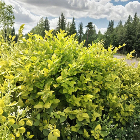 Golden Privet Ligustrum Cuttings – 30+ Live 8” Cuttings | Ligustrum ovalifolium ‘Aureum’ | Variegated Hedge Plant | Propagation Cuttings | Bonsai