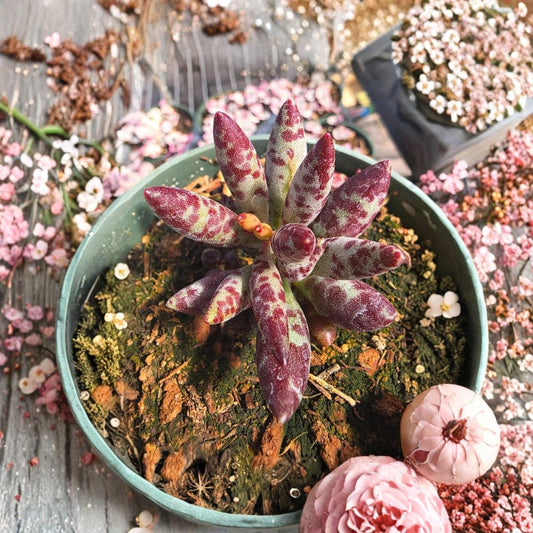 Adromischus Succulent Live Plant – 1 Plant | Rare Succulent | Bare Root | Easy Care Indoor Plant | Drought Tolerant