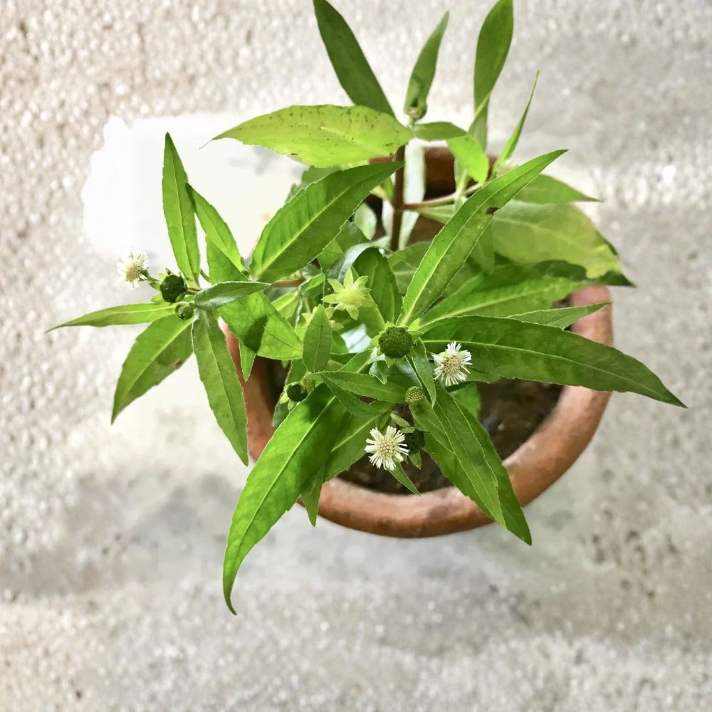 Bhringraj Live Plant – Eclipta prostrata | False Daisy Ayurvedic Herb | Well-Rooted Plant | Hair Care Herb | Herbal Garden | Container Friendly