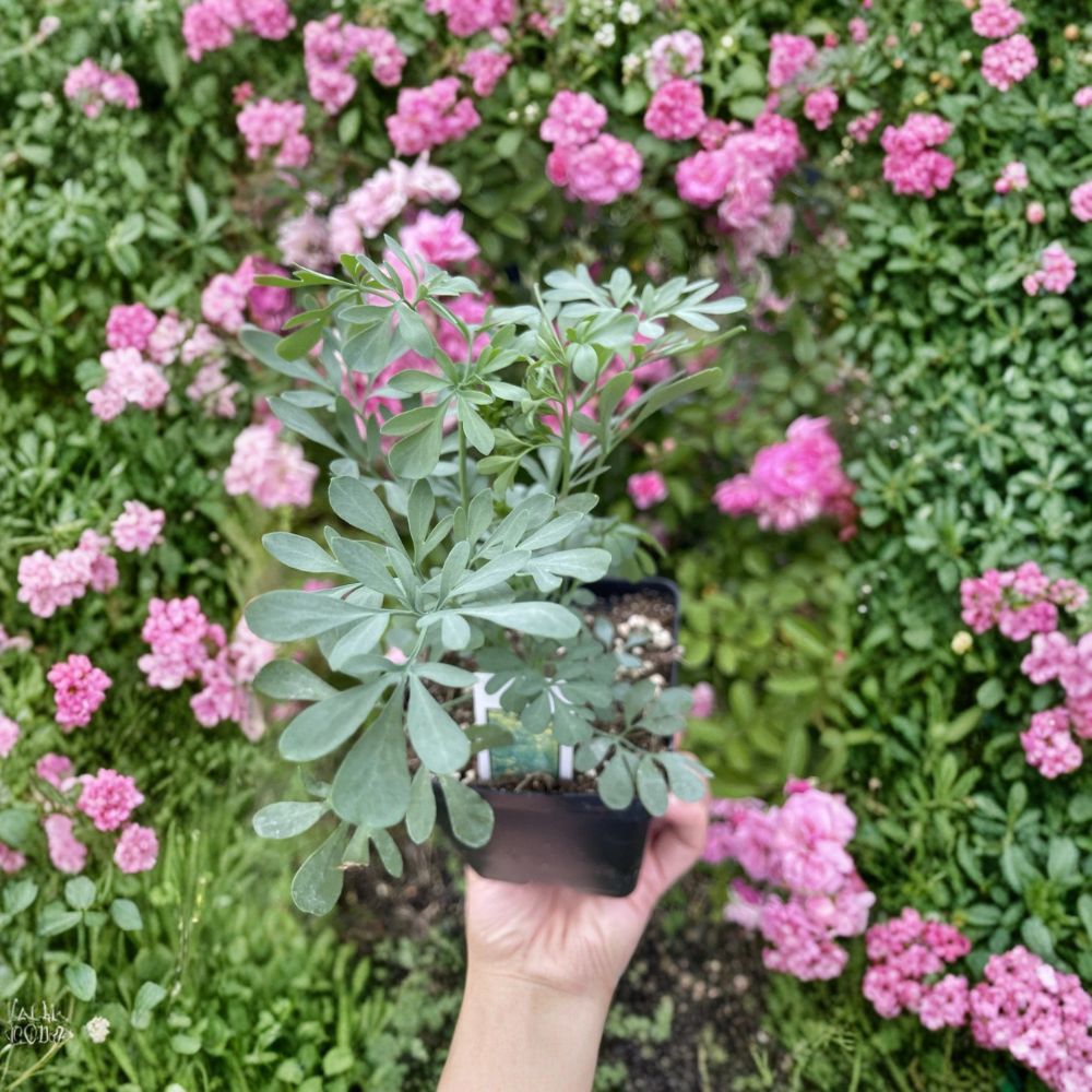 Rue Herb Live Plant – Ruta graveolens | 3.5 Inch Nursery Pot | Aromatic Culinary & Medicinal Herb | Easy to Grow