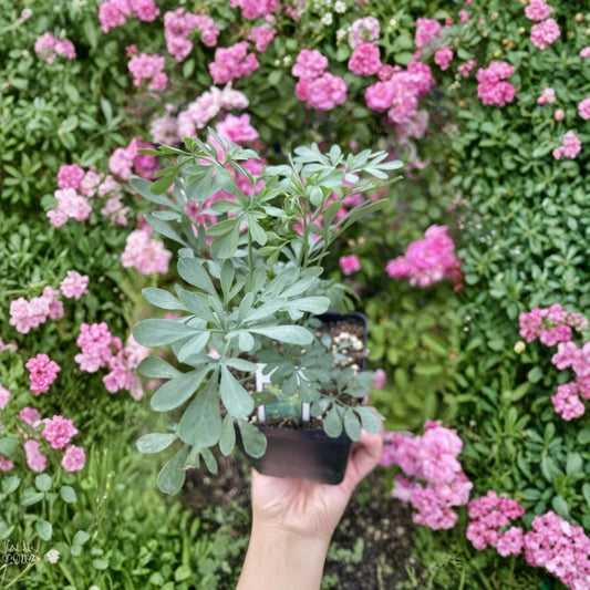 Rue Herb Live Plant – Ruta graveolens | 3.5 Inch Nursery Pot | Aromatic Culinary & Medicinal Herb | Easy to Grow