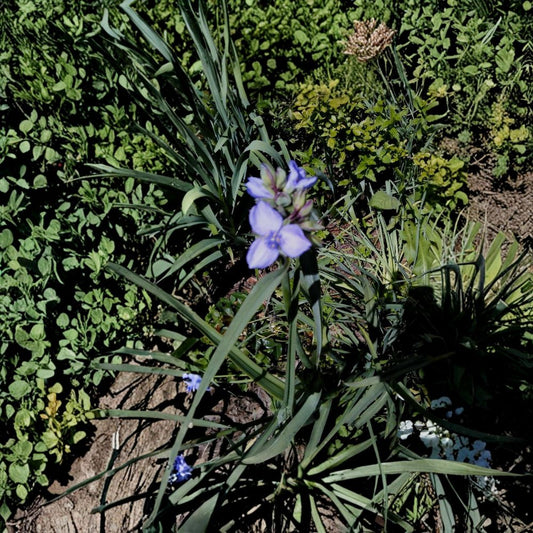 Spiderwort Live Plants – 10 Bare Root Rhizomes | Tradescantia | Purple Flowering Perennial | Pollinator Garden Plant | Hardy Garden Starter | Outdoor Plant