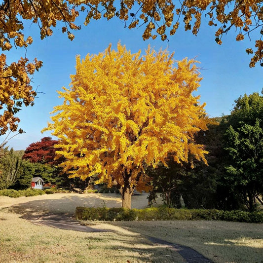 Ginkgo Biloba Tree – Live 6–12 Inch Seedling | Quart Pot | Ginkgo Tree Plant | Hardy Deciduous Tree | Bonsai & Landscape Plant | Zones 3–9