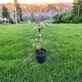 Abies nordmanniana 'Silver Del' – Nordmann Fir Live Plant | 12 Inches Tall | Includes 1 Gallon Pot | Silvery Blue Evergreen Conifer | Landscape Specimen Tree