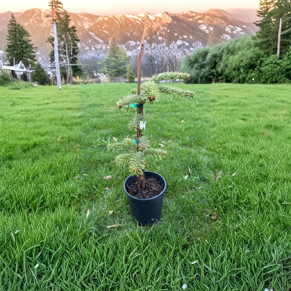Abies nordmanniana 'Silver Del' – Nordmann Fir Live Plant | 12 Inches Tall | Includes 1 Gallon Pot | Silvery Blue Evergreen Conifer | Landscape Specimen Tree