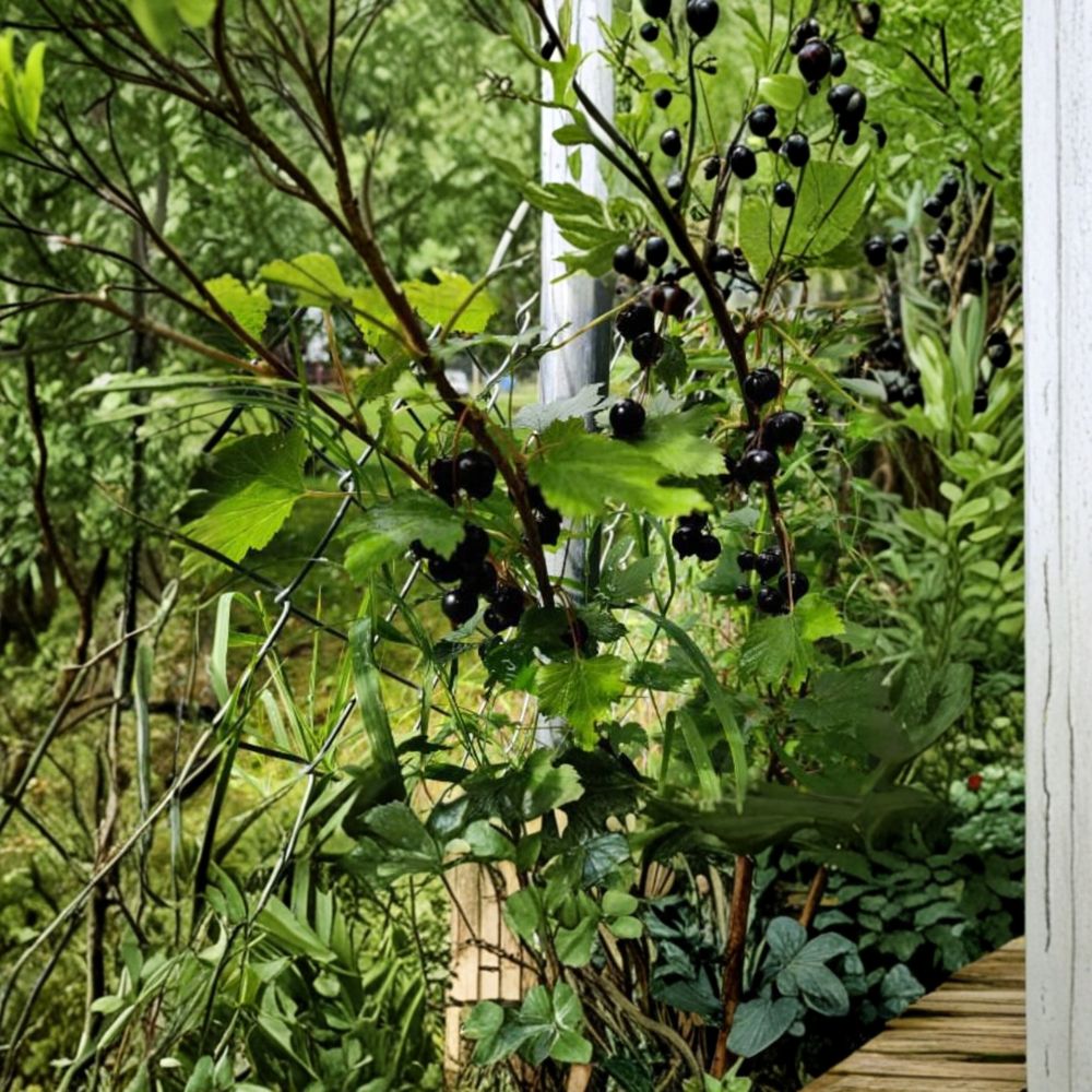 Black Currant – Ribes nigrum Live Cuttings | Set of 5 Dormant Hardwood Cuttings | Alaska Grown Berry Shrub | Fruit Garden Friendly | Easy to Propagate