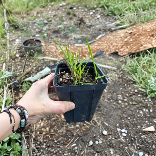 Live Sweetgrass Plants (Hierochloe odorata) | 5+ Rooted Plants | Potted Sacred Grass | Fragrant Perennial | Easy to Grow