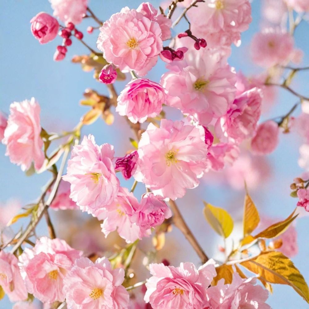 Kwanzan Japanese Cherry Tree – Prunus serrulata ‘Kwanzan’ Live Plant | 6–12 Inches Tall | 2.5 Inch Pot | Double Pink Spring Blooms | Ornamental Flowering Tree | Zones 5–9