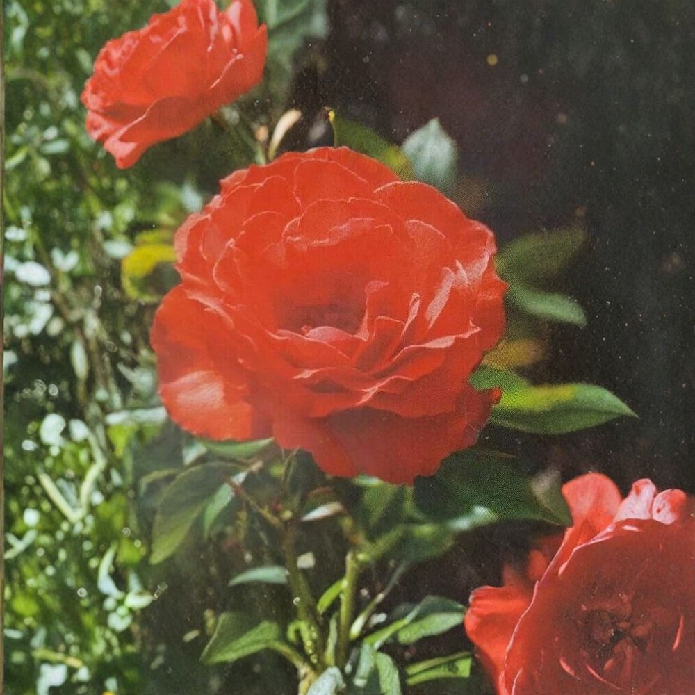Impatient Floribunda Rose – Live Orange Red Rose Bush | 3 Gallon Plant | Floribunda Garden Rose | Repeat Blooming Shrub | Full Sun Landscape Favorite