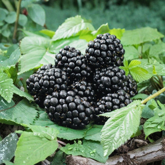 Sweet Blackberry Live Plants – 2 Pack | 3 Inch Pots | Fresh Fruit-Bearing Plants | Sweet Juicy Berries | Ready to Plant