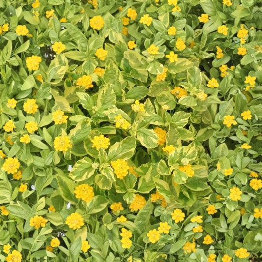 Variegated Lantana ‘Samantha’ Live Plant – Lantana camara | 1 Inch Plug Starter | Yellow Flowers | Variegated Foliage | Butterfly & Hummingbird Garden | Heat & Drought Tolerant