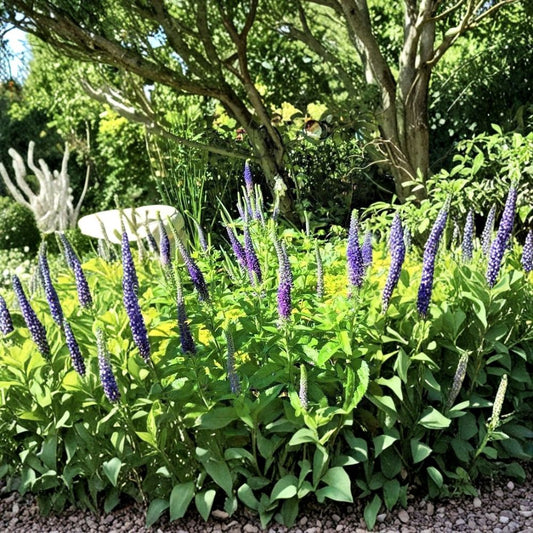 Speedwell ‘Royal Candles’ Live Plants – Veronica spicata | 2 Bare Root Perennials | 6–8 Inch Plants | Blue-Purple Flower Spikes | Butterfly & Bird Garden | USDA Zones 3–8