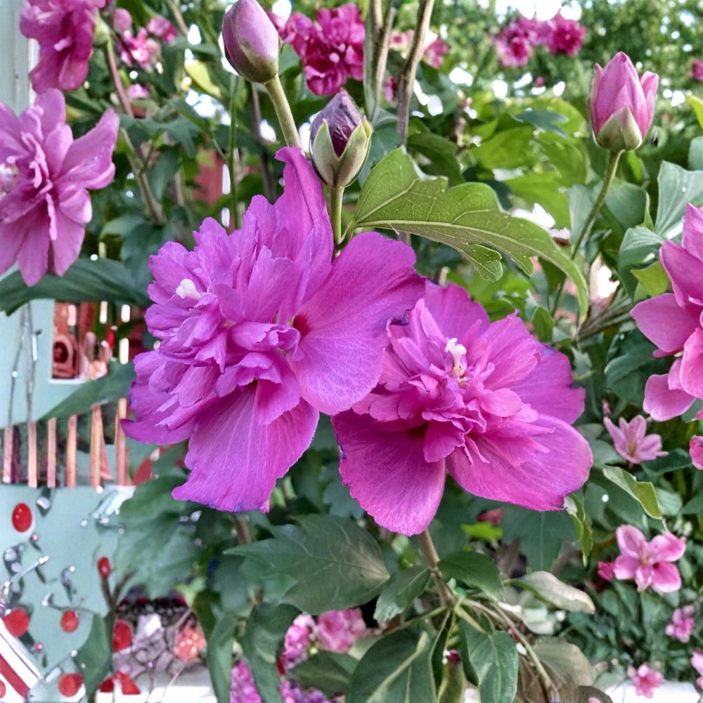 Double Magenta Rose of Sharon – Hibiscus syriacus Live Plant | 10 Inches Tall | 4 Inch Pot | Hardy Flowering Shrub