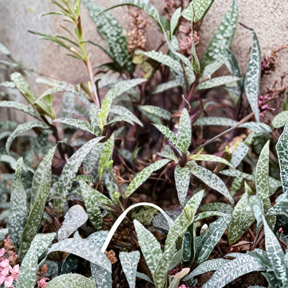 Silver Squill Plant – Ledebouria socialis Live Plant | Leopard Lily | 1 Plant | No Pot | Spotted Silver-Green Foliage | Bulbous Succulent | Indoor & Outdoor Plant